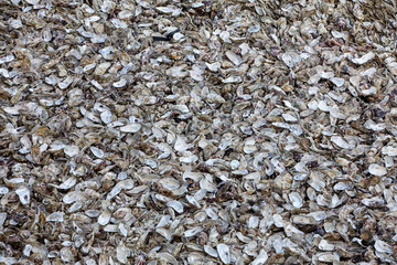 Thousands of empty shells of eaten oysters discarded on sea floor in Cancale, famous for oyster farms.  Brittany, France