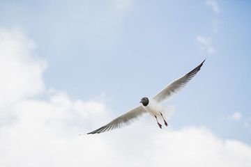 Seagulls Baltic Sea 