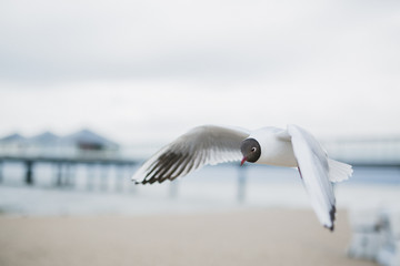 Seagulls Baltic Sea 
