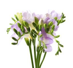 Bouquet of fresh freesia flowers isolated on white