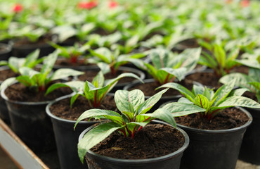 Many fresh green seedlings growing in pots with soil, closeup