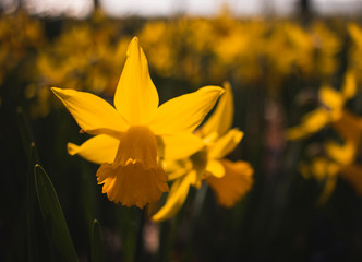 Gelbe Narzisse Nahaufnahme