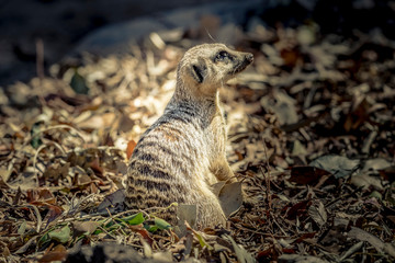 MeerKat hanging out in the sunshine.