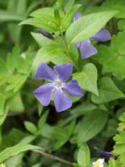 Vinca minor - Gros plan sur une petite pervenche