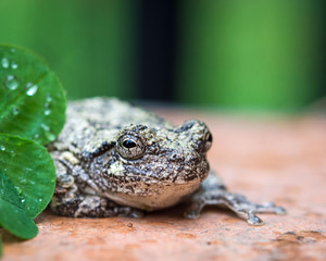 frog1