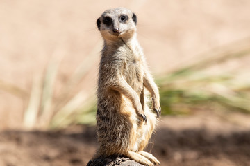 MeerKat hanging out in the sunshine.