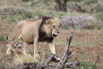 Afrikanischer Löwe / African Lion / Panthera Leo.
