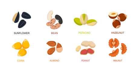 Nut seed. Nuts set in flat design. Set of different cartoon nuts. Vector illustration