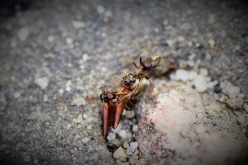 Walka mrówek