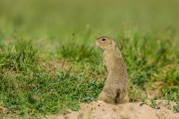 Naklejka na ściany i meble Small european brown ground squirrel standing on guard, watching out, green grass background, a sunny spring day at a prairie