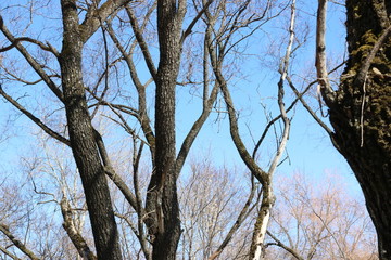 Obraz premium Tree