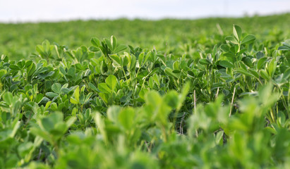 In the spring field young alfalfa grows