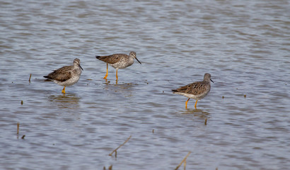Sandpipers in shallow water