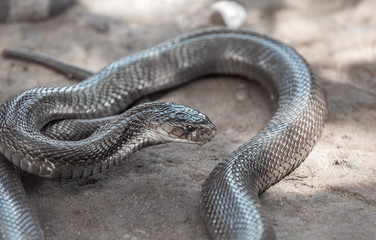 Brown slick snake in the sand