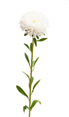 aster flower isolated