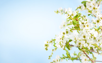 Blossom tree branch with white flowers and green leaves in spring season.