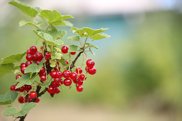 Fototapeta premium red currants in the garden. Spring blossom background. Nature background. Vegetarian, healthy, organic. Summer background. Selective focus.