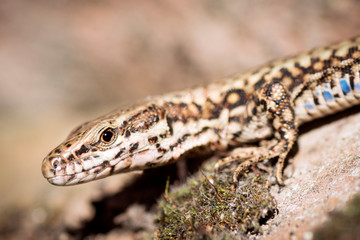 Fototapeta premium lizard animal portrait