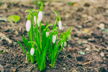 Snowdrop spring flowers. Delicate Snowdrop flower is one of the spring symbols telling us winter is leaving and we have warmer times ahead. Fresh green well complementing the white Snowdrop blossoms.