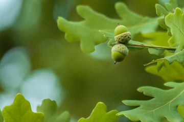 Оак tree with acorns at summer