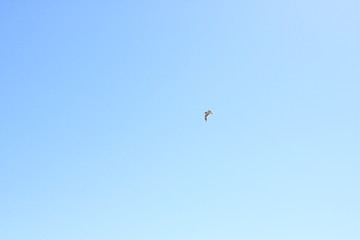 Sky bird