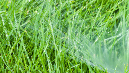 Garden lawn with working sprinkler