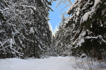 Fototapeta na wymiar winter fir forest with falling snow and road