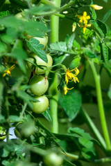 Ripening on the bush small green fruits of cherry tomatoes.