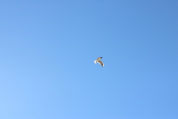 Sky bird