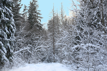 winter fir forest with falling snow and road