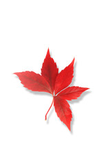 Naklejka na ściany i meble red autumn leaf isolated on white background