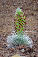 Haleakala silversword (Argyroxiphium sandwicense) in full bloom. Rare and endangered plant growing...