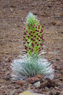 Haleakala silversword (Argyroxiphium sandwicense) in full bloom. Rare and endangered plant growing at the summit of Haleakala volcano. Endemic to Maui, Hawaii. Ahinahina in Hawaiian language.