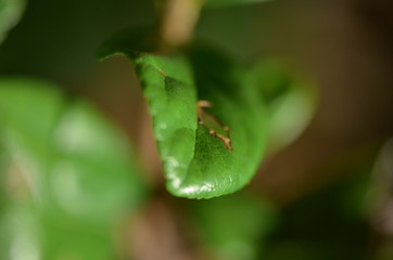 Leaf2