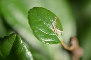 Leaf1