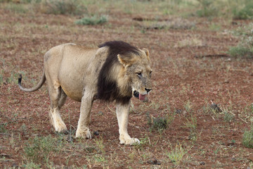 Schabrackenschakal / Blackbacked jackal / Canis mesomelas
