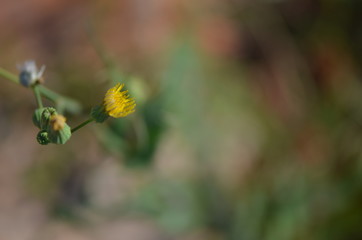 Flower8