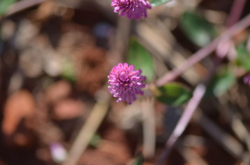 flower