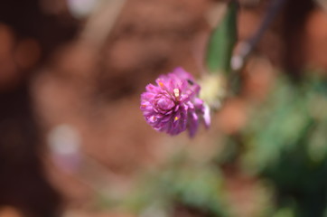 Flower5