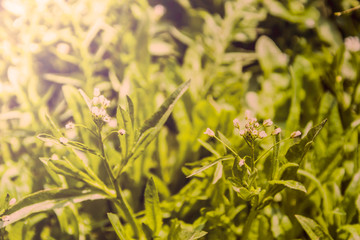 little white flowers. Background.