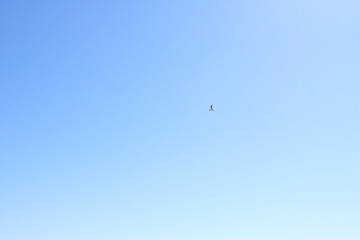 Fototapeta premium Sky bird