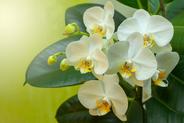 Obraz premium Beautiful Phalaenopsis orchid flower blooming. Luxiry life.