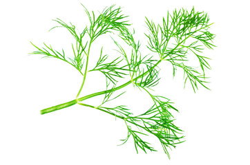 Fresh dill leaves on a white background