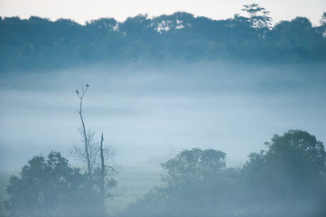Couple birds mating on the dead tree in the mist.