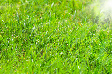 Green grass with drops of water after the rain.Sunlight from the right.