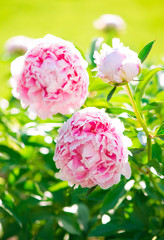 beautifully landscaped garden. Peonies blossom