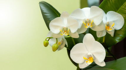 Beautiful Phalaenopsis orchid flower blooming.16x9