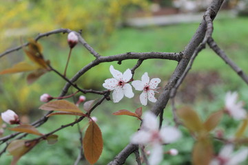 branch of a tree in spring