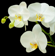 Naklejka na ściany i meble Beautiful Phalaenopsis orchid flower blooming. Isolated.