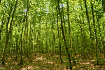 Beech forest in Pomerania, Poland. Fagion sylvaticae trees in deciduous woodland.
